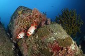 Soldierfish - Andaman Sea Thailand ; Finspot Soldierfish, Richelieu Rock, Surin Islands, Thailand