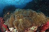 Magnificent sea anemone - Andaman Sea Thailand ; Colony of Magnificent Sea Anemone, Richelieu Rock, Surin Islands, Thailand