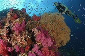 Soft coral / Alcyoniidae - Andaman Sea Thailand ; Scuba diving over Coral Reef, Richelieu Rock, Surin Islands, Thailand