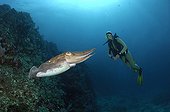 Pharaoh cuttlefish - Andaman Sea Thailand ; Scuba Diver and Pharao Reef Cuttlefish, Richelieu Rock, Surin Islands, Thailand