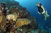 Pharaoh cuttlefish - Andaman Sea Thailand ; Pharao Reef Cuttlefish Courtship display, Richelieu Rock, Surin Islands, Thailand