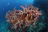 Soft Coral - Andaman Sea Thailand ; Soft Coral Reef, Richelieu Rock, Surin Islands, Thailand