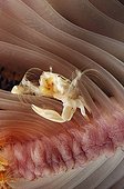 Porcelain crab Sea anemone Sea Pen - Indonesia ; Porcellain Crab in Sea Pen, Komodo, Indonesia