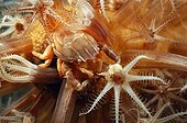 Porcelain crab Sea anemone - Indonesia ; Porcellain Crab in Veretillum Coft Coral, Komodo, Indonesia