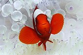 Sea anemone Spinecheek anemonefish - Papua New Guinea ; Spinecheek Clownfish in white Sea Anemone, Kimbe Bay, New Britain, Papua New Guinea