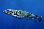 Great barracuda - Papua New Guinea ; Great Barracuda, Kimbe Bay, New Britain, Papua New Guinea