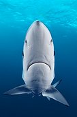 Blue shark - Atlantic Ocean South Africa ; Blue Shark, False Bay, Atlantic Ocean, South Africa