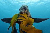 Cape fur seal Kelp - Atlantic Ocean South Africa ; Brown Fur Seal, False Bay, Atlantic Ocean, South Africa
