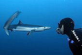 Requin peau bleue face à un plongeur - Océan Atlantique