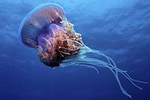 Jellyfish - Egypt Red Sea ; Crown Jellyfish, Marsa Alam, Red Sea, Egypt