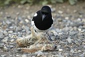 Eurasian Magpie near a dead rodent Denali NP