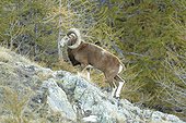 Male Mouflon Mercantour NP France