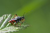 Assassin bug on a leaf Lorraine France