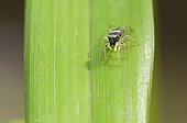 Jumping Spider on a leaf Lorraine France