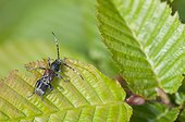 Rufous-shouldered longhorn beetle on a leaf Lorraine France