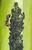 Ant and Elder aphid colony on Sorrel Lorraine France