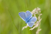 Argus male blue on spike grass Lorraine France  ; Calcareous grassland 