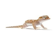 Short-fingered Gecko ; Stenodactylus doriae Gekkonidae Originaire d'Israel, Irak, Iran, du Pénin