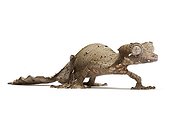 Satanic leaf-tailed gecko ; Uroplatus phantasticus Gekkonidae Originaire de Madagascar