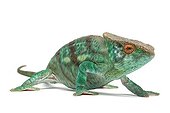 Chameleon ; Caméléon Calumma parsonii Chamaeleonidae