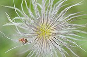 Bug on Pasque flower Lorraine France ; Calcareous grassland