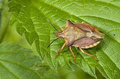 Shield Bug on leaf  France 