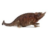 Jackson's Chameleon ; Caméléon femelle Trioceros jacksoni willegensis