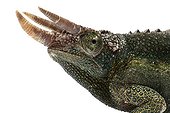 Jackson's Chameleon ; Caméléon mâle Trioceros jacksoni willegensis