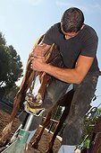 Blacksmith changing the iron hoof of a horse France