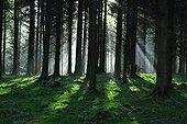 Irlande ; Ireland, County Monaghan, Rossmore Forest Park, Winter sun rays shining through part silhouetted conifer trees.