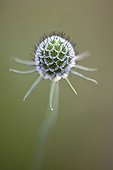 Small Scabious ; Spherical seedhead of Scabiosa columbaria Butterfly blue.