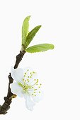 Flowering Plum Wild flower ; Prunus cerasifera, Single white blossom, twig and emerging green leaves.