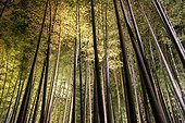 Kodaiji temple bamboo garden in Kyoto at night  Japan