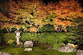Japanese garden in Kyoto at night in autumn  Japan