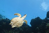 Hawksbill Sea Turtle Rocky Island Red Sea Egypt