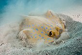 Bluespotted Ribbontail Ray digging for Prey Red Sea Egypt