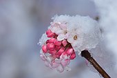 Shrub with pink flowers in the snow in a winter garden 