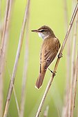 Great Reed Warbler perched on a reed at spring Greece