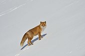 Red fox in snow Japan