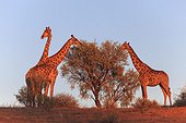 Giraffes eating in the Kalahari Desert