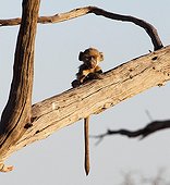 Young Chacma Baboon on a branch Moremi NP Botswana