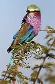 Lilac-breasted Roller on a branch Moremi NP Botswana