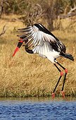 Saddle-billed Stork flying away Savuti Chobe NP Botswana 