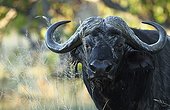 Portrait of African Buffalo Botswana Savuti Chobe NP 