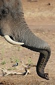 African Elephant turning his trunk Chobe NP Botswana 