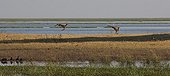 Impalas jumping along the Chobe River Botswana 