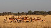 Impalas alert face Wild Dogs Moremi NP Botswana 