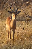 Impala male alert  Moremi NP Botswana 