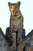 Leopard sitting in a tree Savuti Chobe NP Botswana