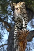 Leopard on a branch Savuti Chobe NP Botswana